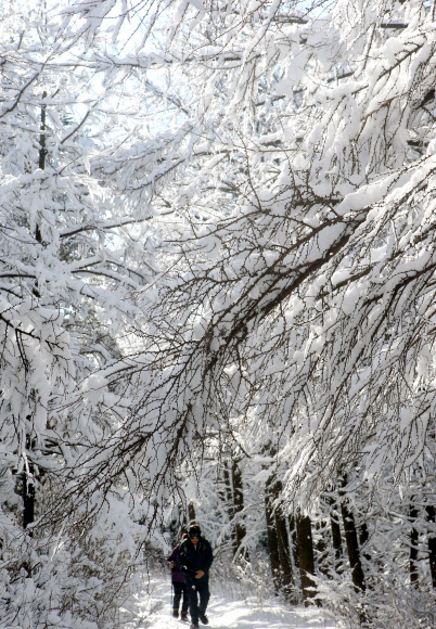 동화 속 세상 같은 대관령