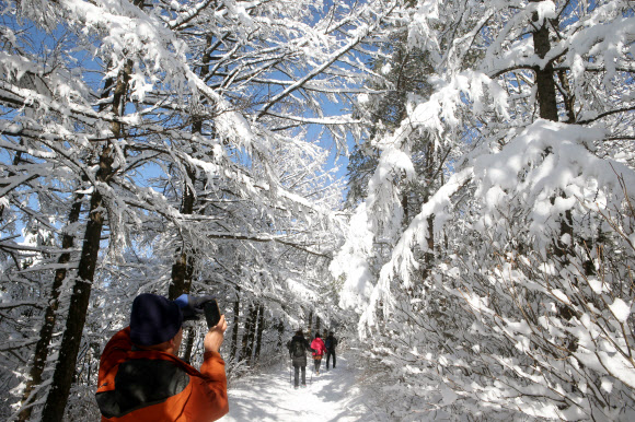 대관령 눈꽃 터널