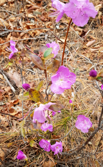 1일 강원 강릉시 안보등산로 주변에서 계절을 잊은 진달래가 꽃망울을 터뜨려 겨울을 구경하고 있다. 2019.12.1  연합뉴스