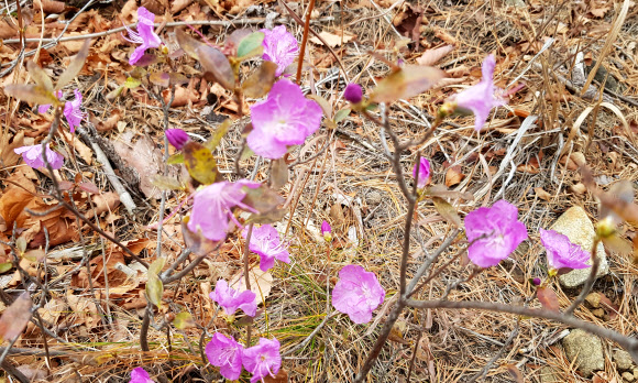 1일 강원 강릉시 안보등산로 주변에서 계절을 잊은 진달래가 꽃망울을 터뜨려 겨울을 구경하고 있다. 2019.12.1  연합뉴스