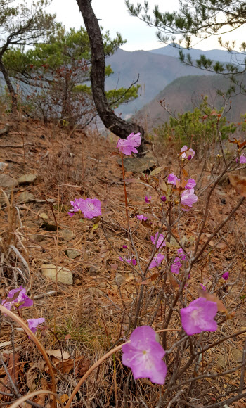 1일 강원 강릉시 안보등산로 주변에서 계절을 잊은 진달래가 꽃망울을 터뜨려 겨울을 구경하고 있다. 2019.12.1 연합뉴스