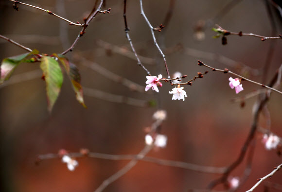 가을에 핀 춘추화