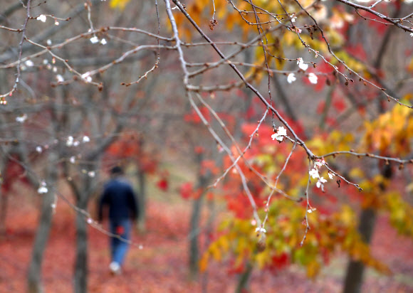 깊은 가을에 핀 춘추화