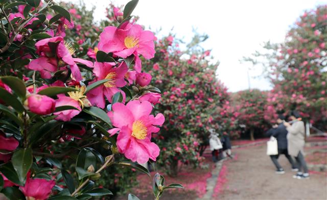 맑은 날씨를 보인 4일 오전 제주 서귀포시 남원읍 휴애리자연생활공원을 찾은 관광객들이 동백정원에서 즐거운 시간을 보내고 있다.2019.12.4 뉴스1