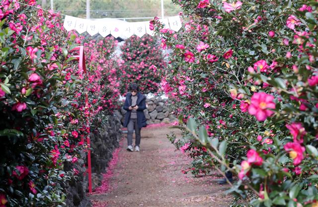 맑은 날씨를 보인 4일 오전 제주 서귀포시 남원읍 휴애리자연생활공원을 찾은 관광객들이 동백정원에서 즐거운 시간을 보내고 있다.2019.12.4 뉴스1