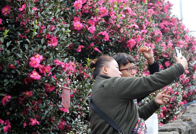 맑은 날씨를 보인 4일 오전 제주 서귀포시 남원읍 휴애리자연생활공원을 찾은 관광객들이 동백정원에서 즐거운 시간을 보내고 있다.2019.12.4 뉴스1
