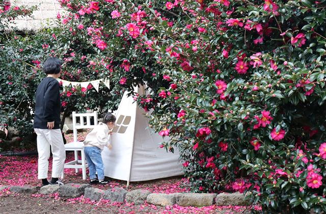 맑은 날씨를 보인 4일 오전 제주 서귀포시 남원읍 휴애리자연생활공원을 찾은 관광객들이 동백정원에서 즐거운 시간을 보내고 있다.2019.12.4 뉴스1