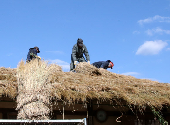 4일 경북 경주시 강동면에 있는 유네스코 세계유산에 등재된 양동마을에서 작업자들이 초가지붕 이엉을 교체하고 있다. 2019.12.4  연합뉴스