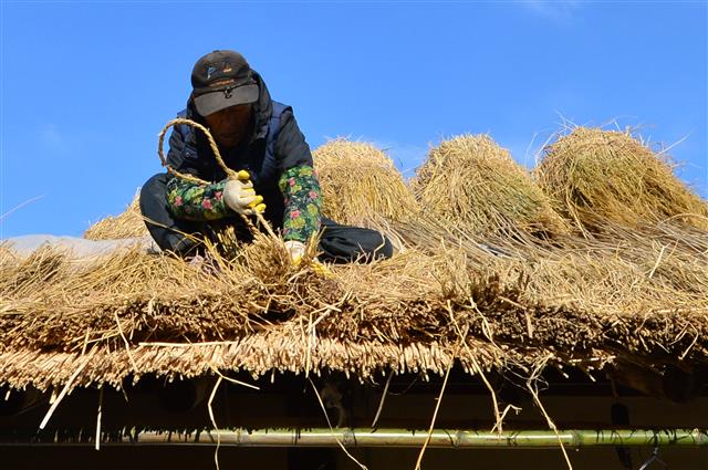 4일 경북 경주시 양동민속마을에서 초가지붕에 이엉 잇기 작업이 한창이다. 양동민속 마을에는 약 200여 채의 초가집 있으며 내년 1월까지 이엉 잇기 작업이 계속된다. 2019.12.4 뉴스1