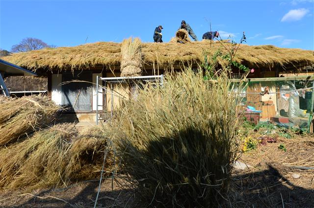 4일 경북 경주시 양동민속마을에서 초가지붕에 이엉 잇기 작업이 한창이다. 양동민속 마을에는 약 200여 채의 초가집 있으며 내년 1월까지 이엉 잇기 작업이 계속된다. 2019.12.4 뉴스1