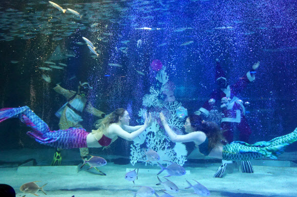 코엑스아쿠아리움이 4일 서울 강남구 아쿠아리움 딥블루광장에서 크리스마스 특별 수중공연 ‘해피 홀리데이스’를 선보이고 있다. 2019.12.4  연합뉴스