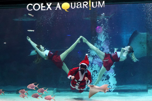 코엑스아쿠아리움이 4일 서울 강남구 아쿠아리움 딥블루광장에서 크리스마스 특별 수중공연 ‘해피 홀리데이스’를 선보이고 있다. 2019.12.4  연합뉴스