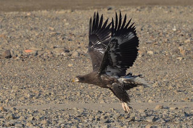 포항 찾아온 천연기념물 참수리