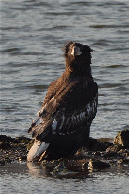 주변 살피는 천연기념물 참수리