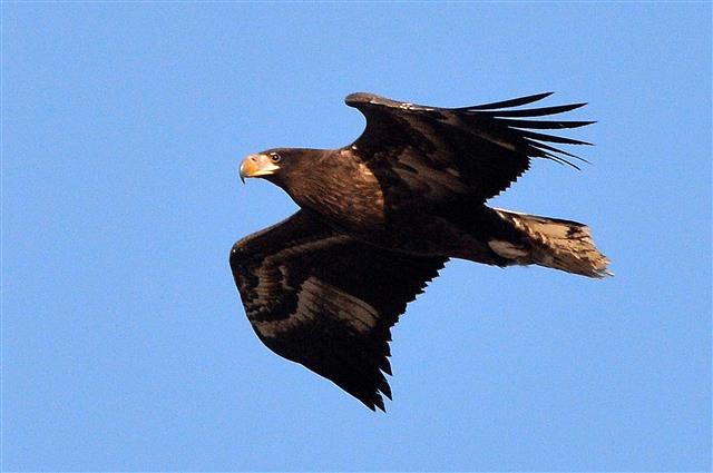 먹잇감 노리는 천연기념물 참수리