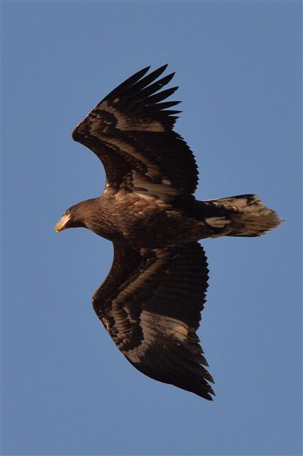천연기념물 참수리의 우아한 비행