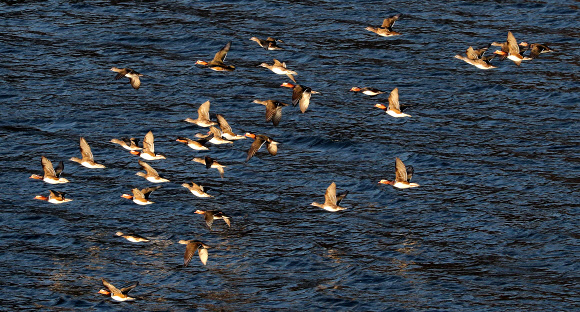 안동댐 찾아온 겨울 손님