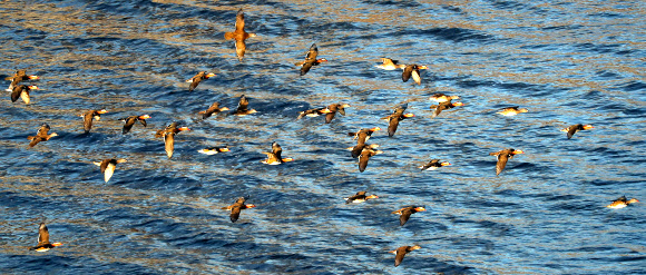 안동댐 찾아온 겨울 손님