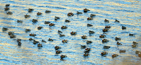 안동댐에 날아든 겨울 손님
