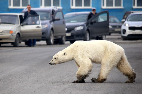 지난 6월 17일(현지시간) 러시아 공업도시 노릴스크 외곽 도로를 길잃은 북극곰이 거닐고 있다. AFP 자료사진 연합뉴스 