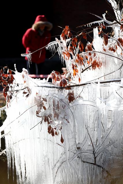 대관령에 솟아난 얼음나무