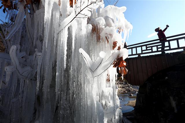 ‘얼음나무 담아갈래요’