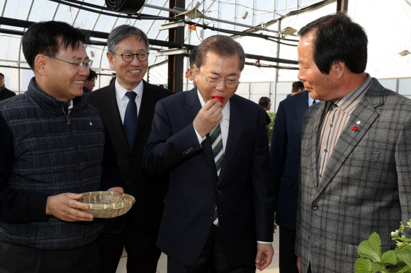 딸기 시식하는 문 대통령