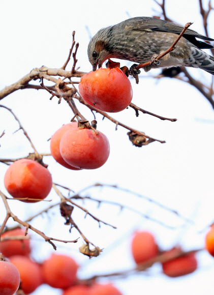 12일 오후 대구시 북구 침산동의 한 감나무에서 직박구리가 까치밥으로 남겨둔 감을 먹고 있다. 2019.12.12  연합뉴스