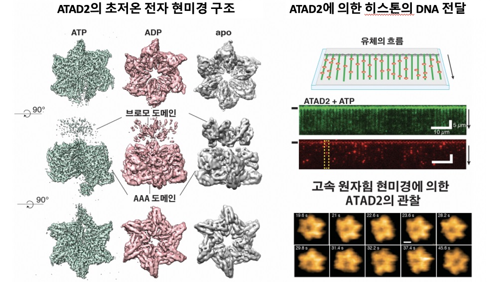 생물물리학적 기법을 이용한 ATAD2의 분자기작 규명  초저온 전자현미경, 단분자 형광이미징, 고속 원자힘 현미경이라는 세 가지의 생물물리학적 기법을 이용하여 ATAD2 분자의 구조를 관찰하고 DNA에 히스톤을 전달하는 기작을 규명하였다. <br><br>한국연구재단 제공
