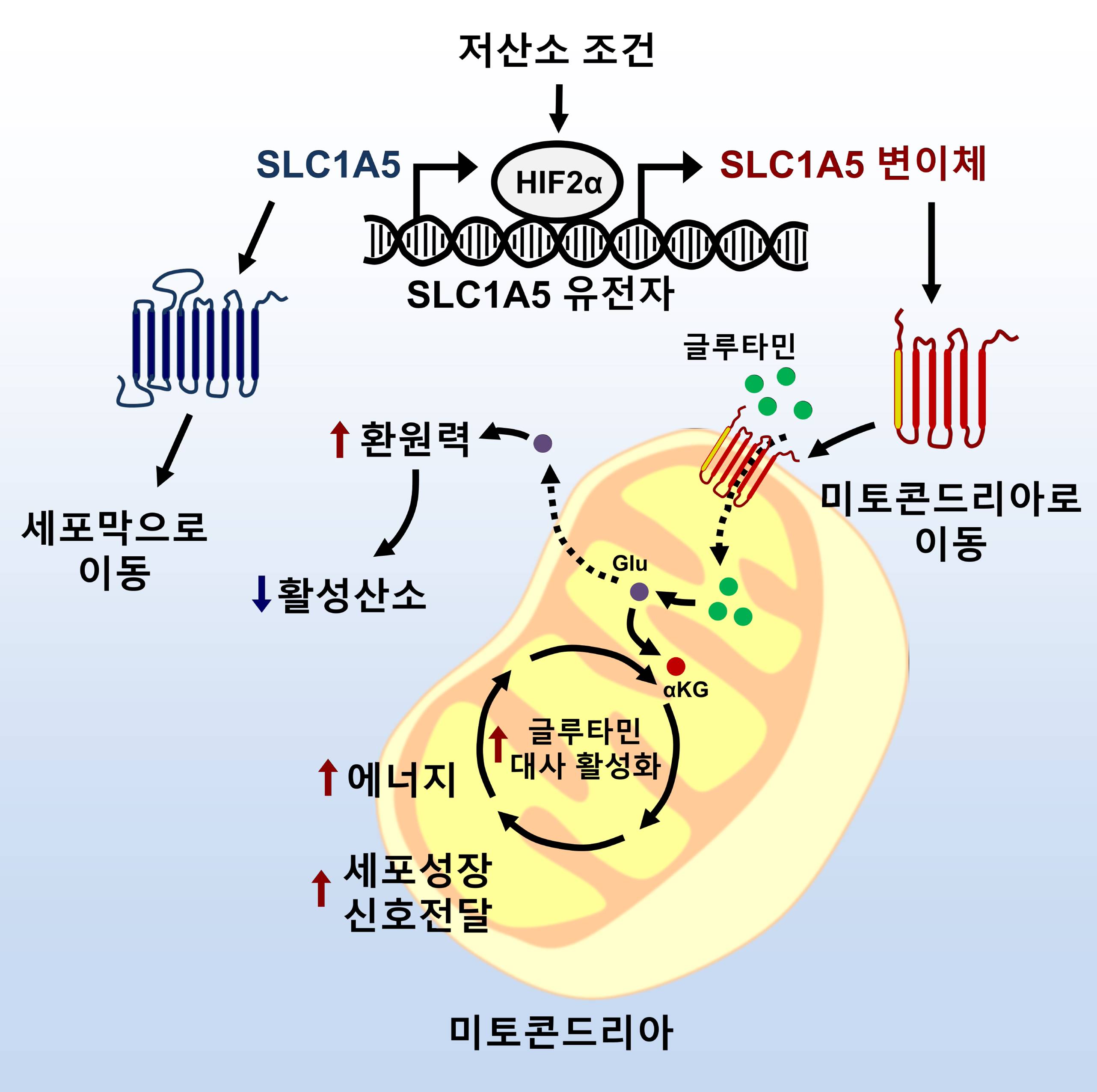 SLC1A5 유전자 변이체에 의한 미토콘드리아 글루타민 대사 메커니즘