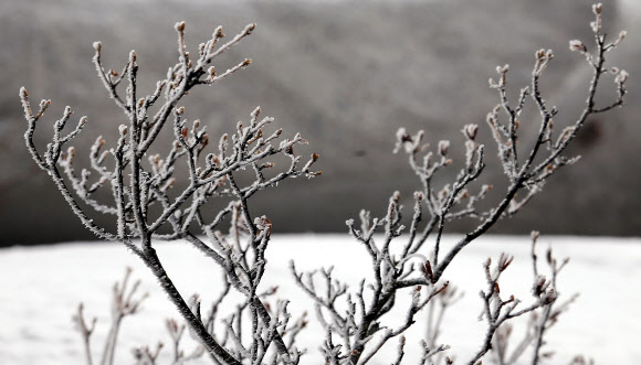 북한산에 핀 겨울꽃