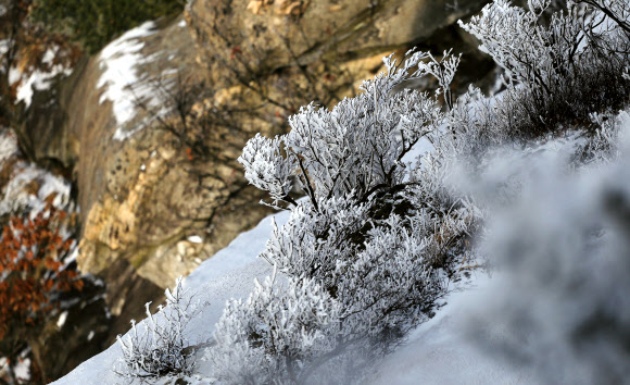 북한산에 핀 하얀 꽃들