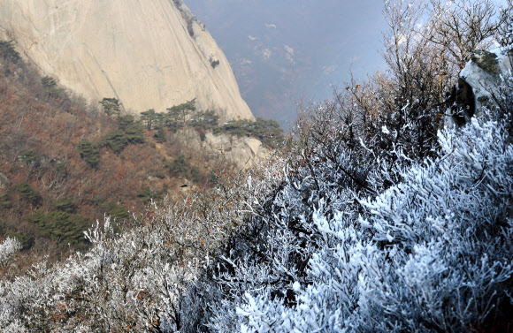북한산에 핀 하얀 꽃들