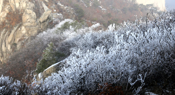 북한산에 핀 하얀 꽃들