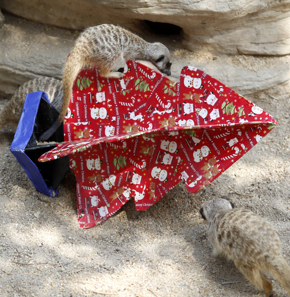 미어캣들이 23일(현지시간) 호주 애들레이드 동물원에서 크리스마스 선물을 살펴보고 있다. EPA 연합뉴스