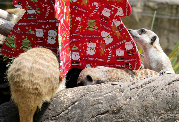 미어캣들이 23일(현지시간) 호주 애들레이드 동물원에서 크리스마스 선물을 살펴보고 있다. EPA 연합뉴스