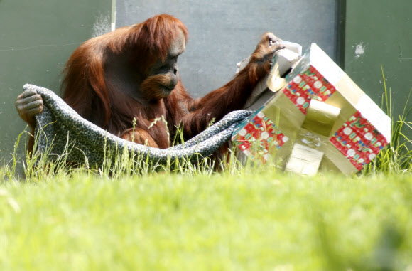 오랑우탄이 23일(현지시간) 호주 애들레이드 동물원에서 크리스마스 선물을 살펴보고 있다. EPA 연합뉴스