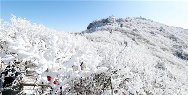 무주 덕유산에 피어난 눈꽃