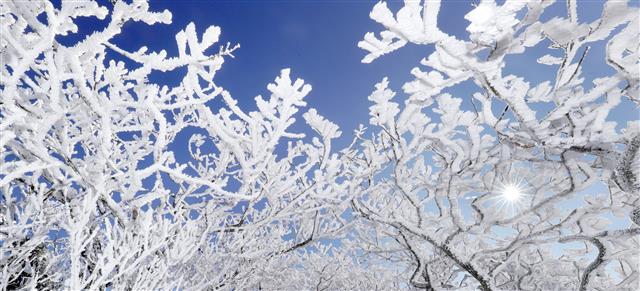 ‘겨울 햇살 받는 눈꽃’