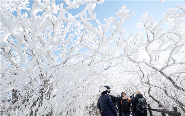 무주 덕유산에 핀 ‘눈꽃’