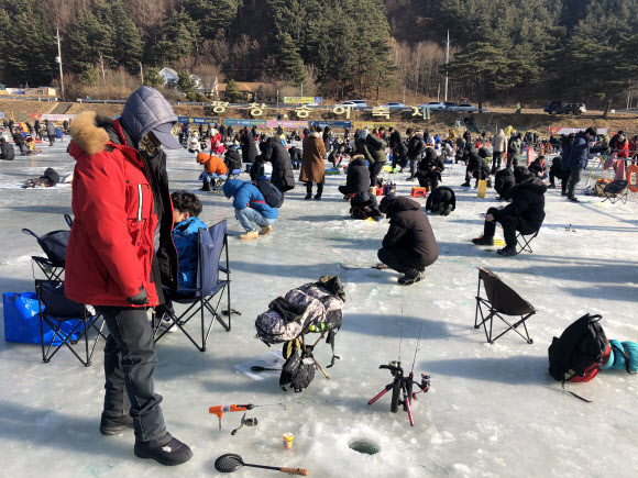 “황금 송어를 잡아라” 평창송어축제 성황
