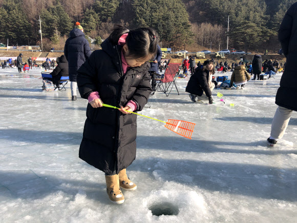 “황금 송어를 잡아라” 평창송어축제 성황