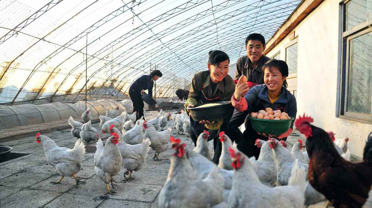 노동신문 “축산을 잘하여 덕을 보고 있다”