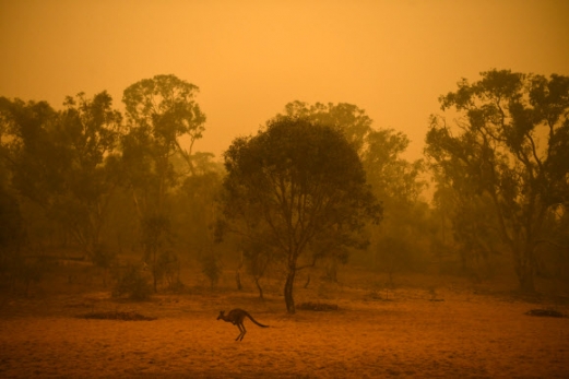 캥거루가 5일(현지시간) 호주 캔버라에서 이른 아침 연기 안개로 둘러싸인 숲에서 보이고 있다. AP 연합뉴스