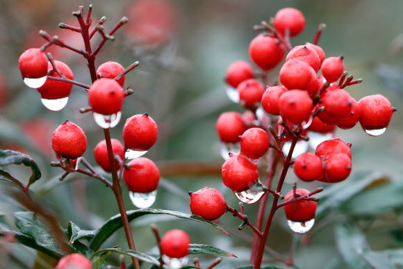 ‘겨울비 방울방울’