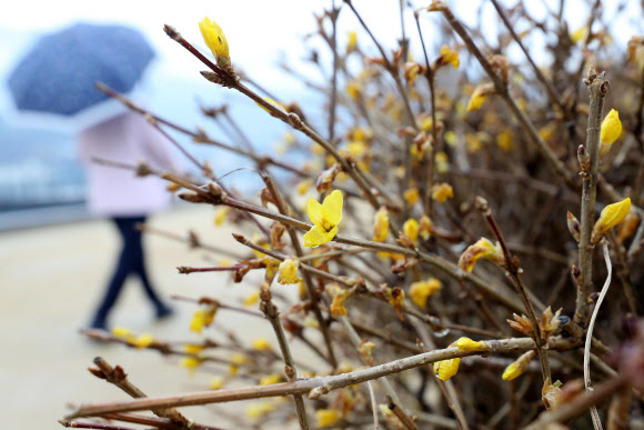 ‘겨울비와 개나리’