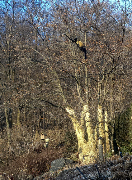 멸종위기종 담비 서울 인근 팔당주택가에 출현
