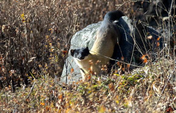 멸종위기종 담비 서울 인근 팔당에서 발견