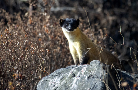 멸종위기종 담비 팔당 주택가에서 발견