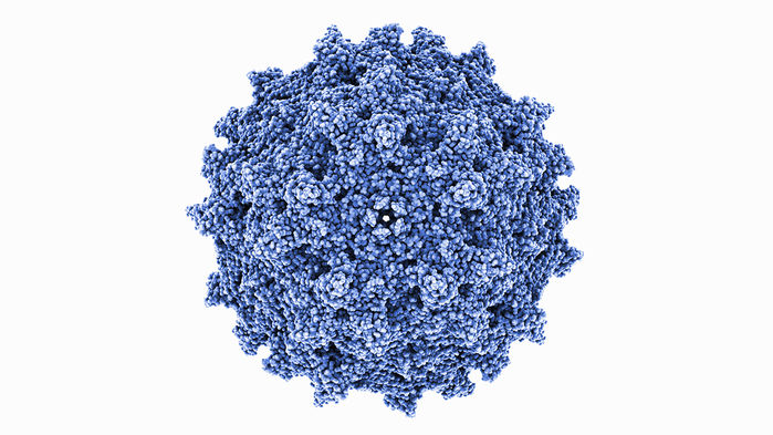 유전자 치료에 사용되는 아데노 바이러스의 모습